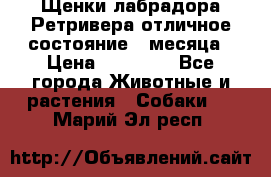 Щенки лабрадора Ретривера отличное состояние 2 месяца › Цена ­ 30 000 - Все города Животные и растения » Собаки   . Марий Эл респ.
